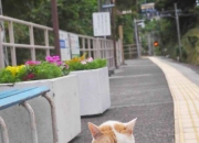 英雄联盟总决赛时间-冲线时刻，当广东绝杀映照范弗利特红色尾灯，我们谈论的从不止于胜利