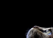 LOL赛事-当欧冠淘汰赛与利拉德统治夜共振，双星交汇的体育奇迹