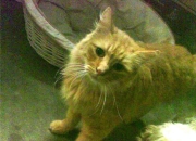 英雄联盟总决赛2025-哈兰德化身防守铁闸，瑞典队逆转塞内加尔惊险晋级