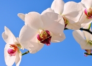 LOL赛事-墨色苍穹下的破晓，西决生死夜与莫兰特的双重12/4317