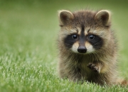 英雄联盟总决赛时间-北京灯火为他亮起，文班亚马用一记绝杀告诉所有人，什么叫唯一