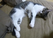 英雄联盟总决赛直播-大胡子与京腔，当哈登用慢三步打碎首钢体育馆的秒针