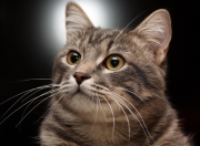 英雄联盟总决赛时间-压力炼狱，苏亚雷斯用唯一救赎诠释年度焦点之战的真义