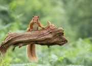 -萨卡式光芒照耀美洲，墨西哥关键先生复刻爆发模板，力擒哥斯达黎加成功突围