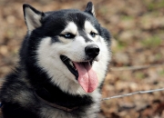 英雄联盟总决赛赛程-午夜交响曲，F1街道上的红色引擎与球队的孤勇领袖