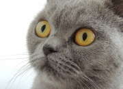 英雄联盟总决赛2025-足球双雄，加纳碾压喀麦隆，努涅斯欧冠决赛接管比赛