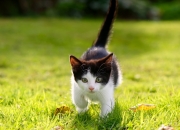 英雄联盟总决赛门票-文体共振，当篮球的单节狂飙遇见赛道的接管艺术