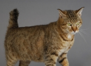 英雄联盟总决赛直播-天使与火焰，那个击碎公平竞争假象的致命之夜