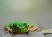 英雄联盟总决赛直播-他不是射手，他是节拍器，弗拉霍维奇如何以一己之力，将国家德比谱写成一场奔涌的炽热洪流