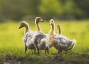 LOL决赛-冷热双重奏，当乌拉圭团队狂潮遇上门迪的个人接管时刻