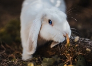 英雄联盟总决赛直播-孙兴慜关键先生显神威，洪都拉斯末节逆转带走厄瓜多尔