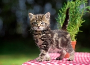 英雄联盟总决赛-从绿茵场到赛车场，当库尔图瓦在银石扑出杆位，我们看见了什么？