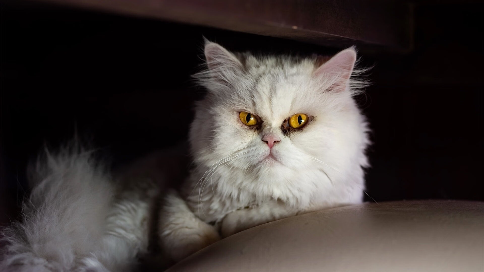 莱奥之星照耀卡尔德隆，阿根廷魔法师一锤定音，马竞主场力克黄潜