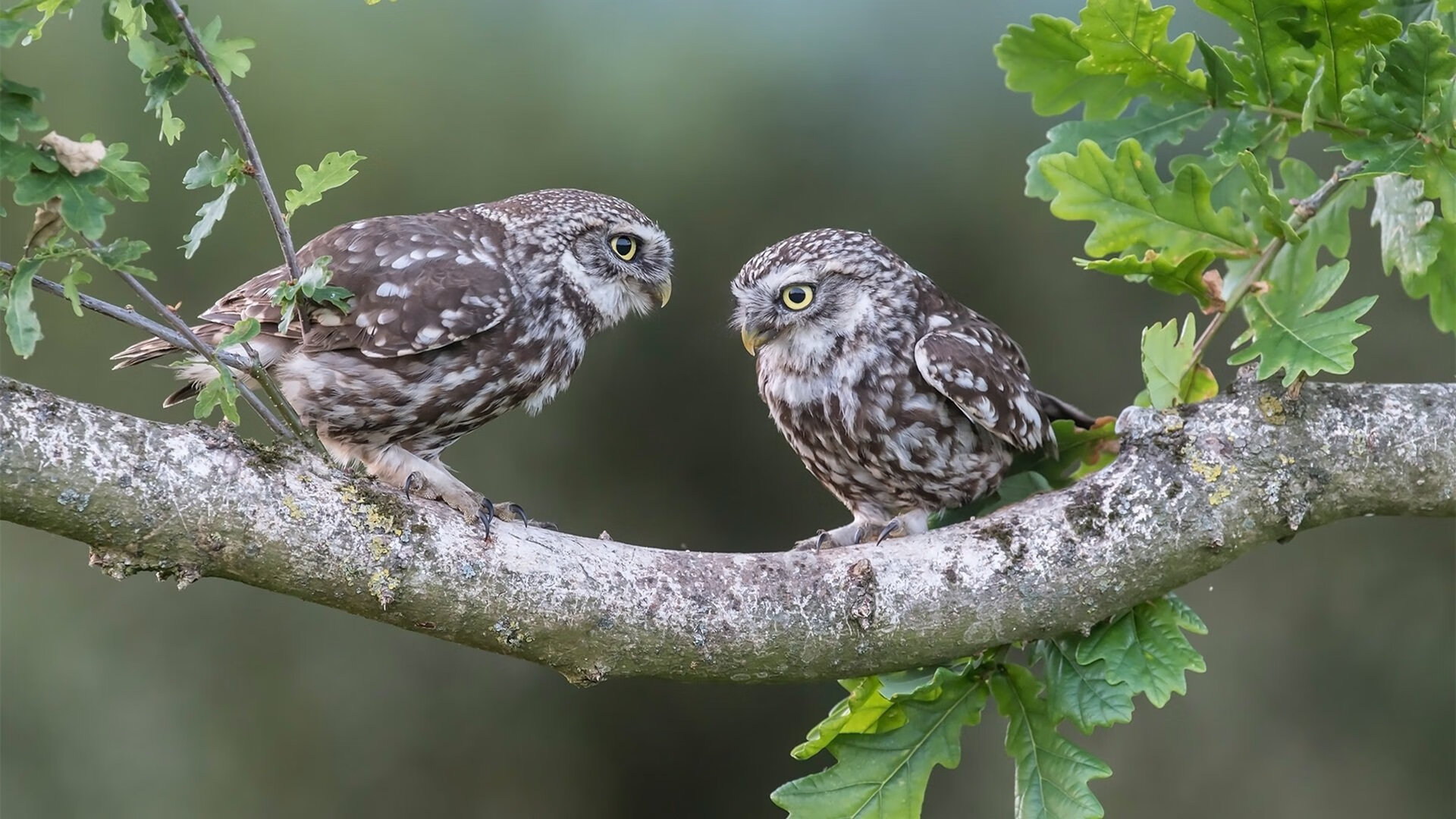 喋血猎场，老鹰鹰击连击拖垮紫金军团，恩比德末节封喉定乾坤
