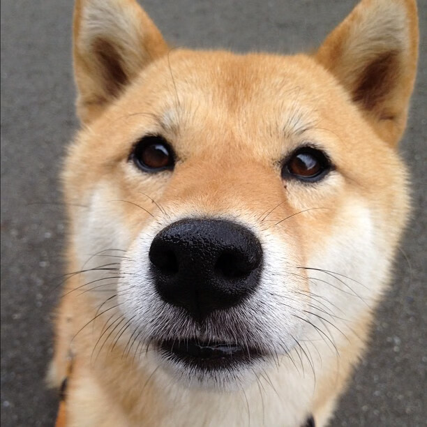 唯一性之光，伦纳德教科书表现照亮雄鹿巅峰对决火箭胜利