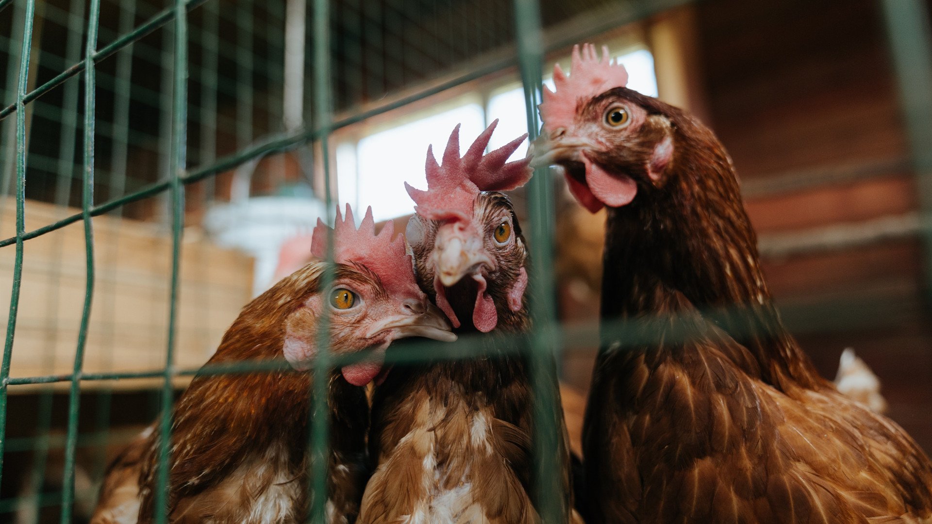 跨越海峡的致敬,当英超争冠的窒息感,在格列兹曼的怒吼中迸裂