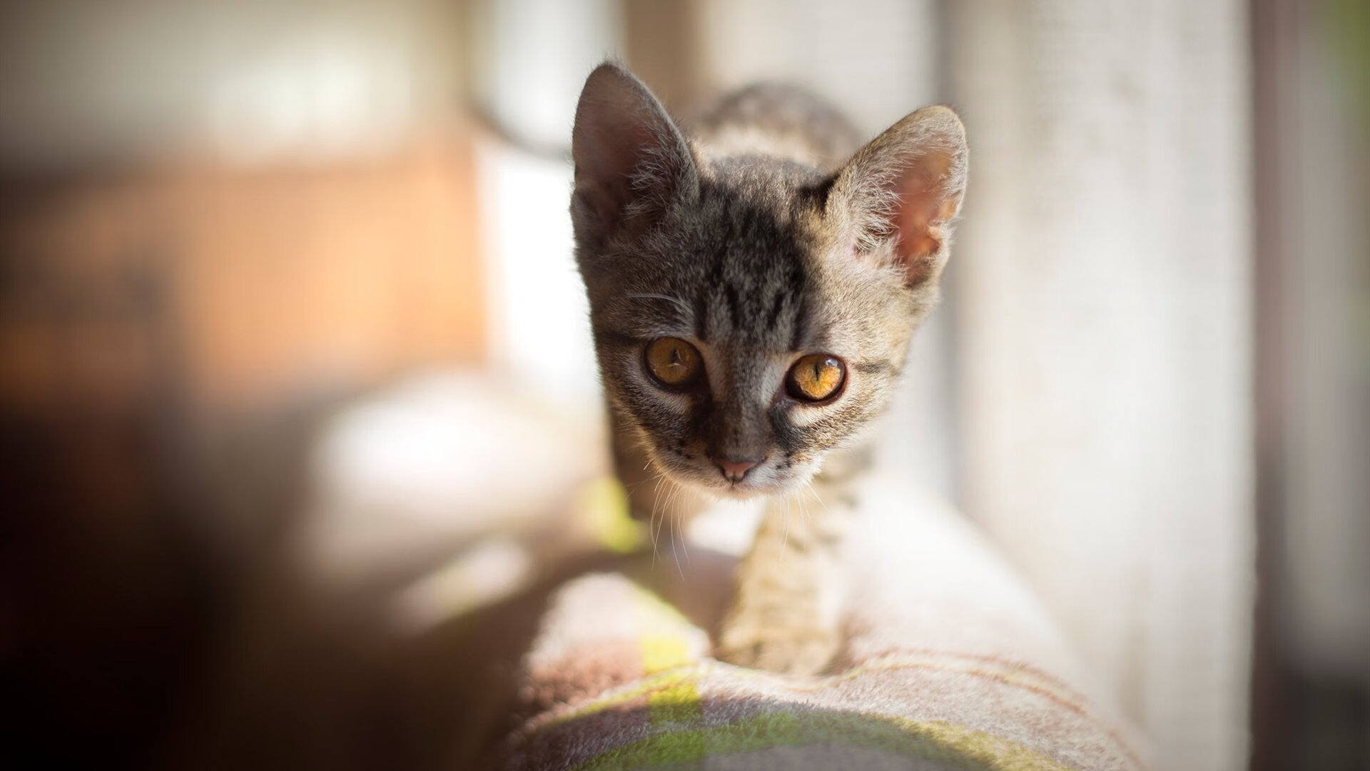 风暴眼与终结者，当亚平宁的烽火遭遇俄城的雷霆，体育世界为何同时陷入极端时刻？