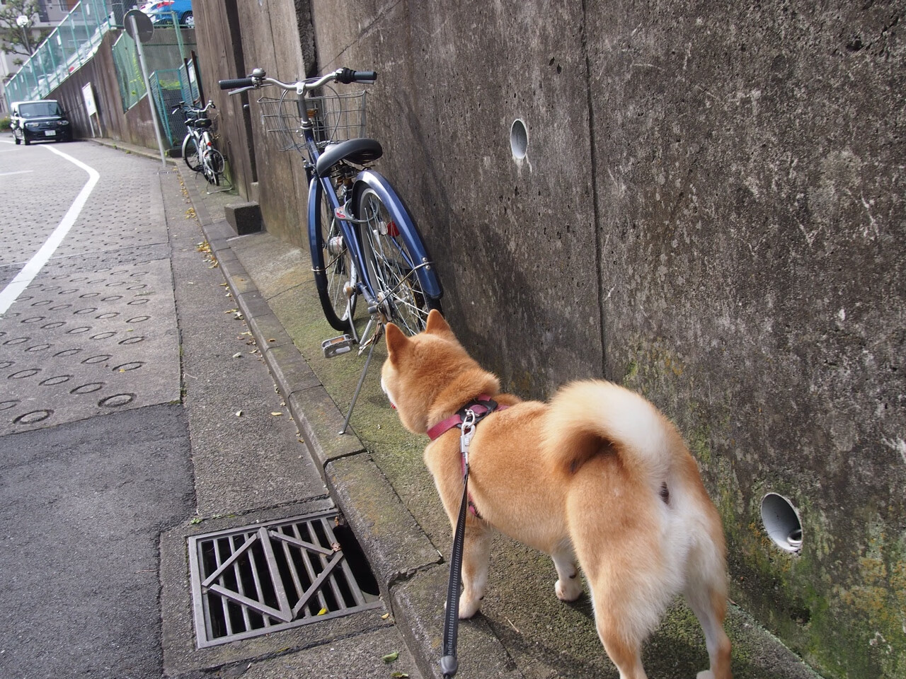 冰与火之歌，当赖斯刷新人类极限，洪都拉斯在加时书写热血诗篇