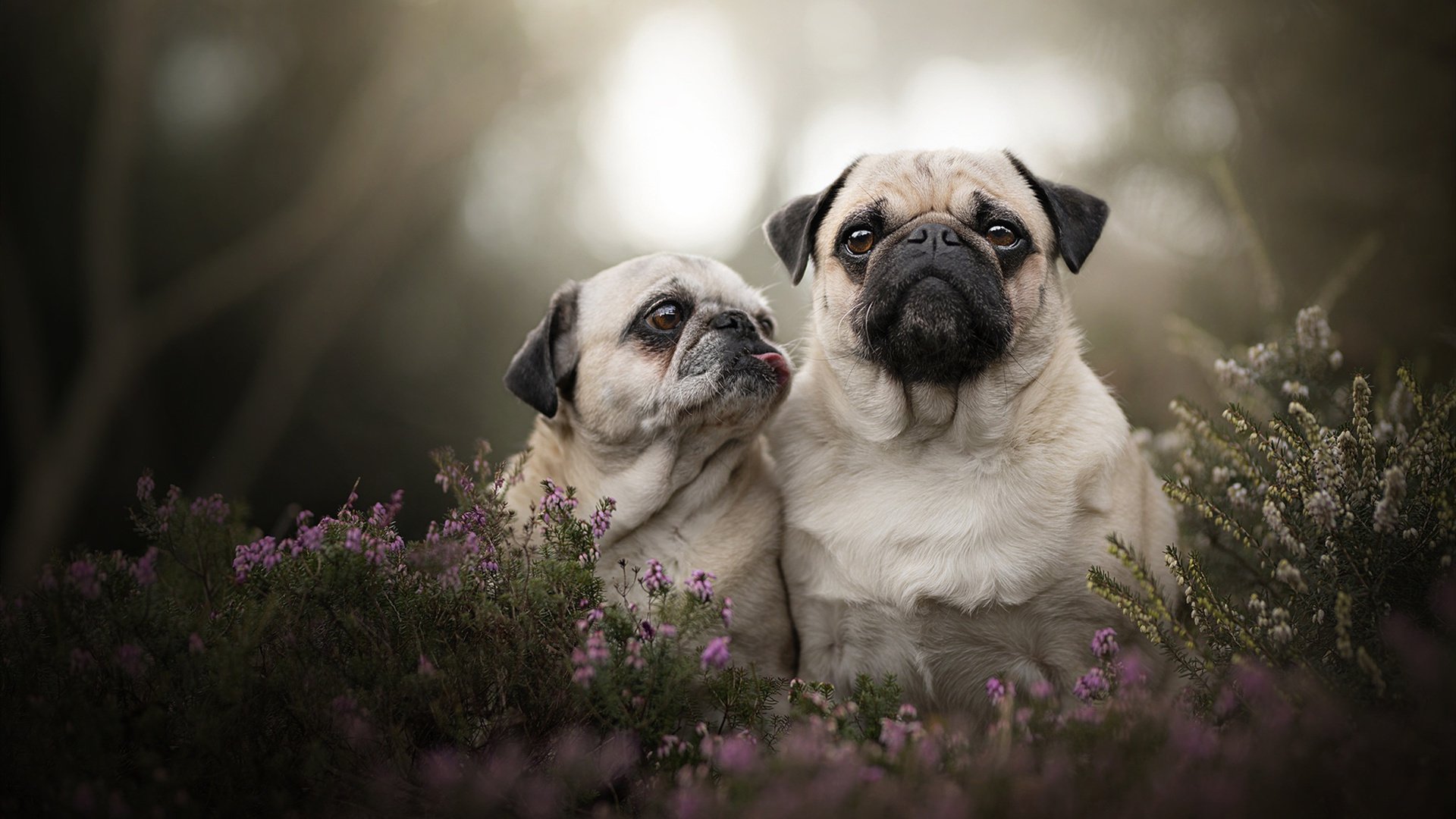 巅峰时刻，当英超争冠夜的窒息感，遇见舞台越大越强的德罗赞式心脏