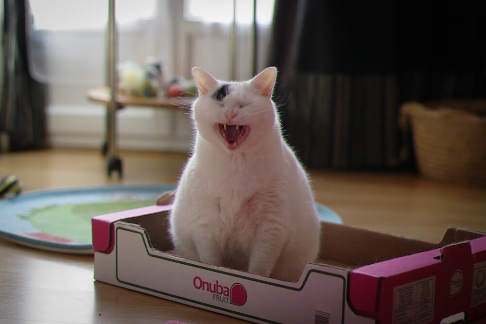 当多特蒙德遇上突尼斯，萨拉赫的阴影下，对手如何破解？