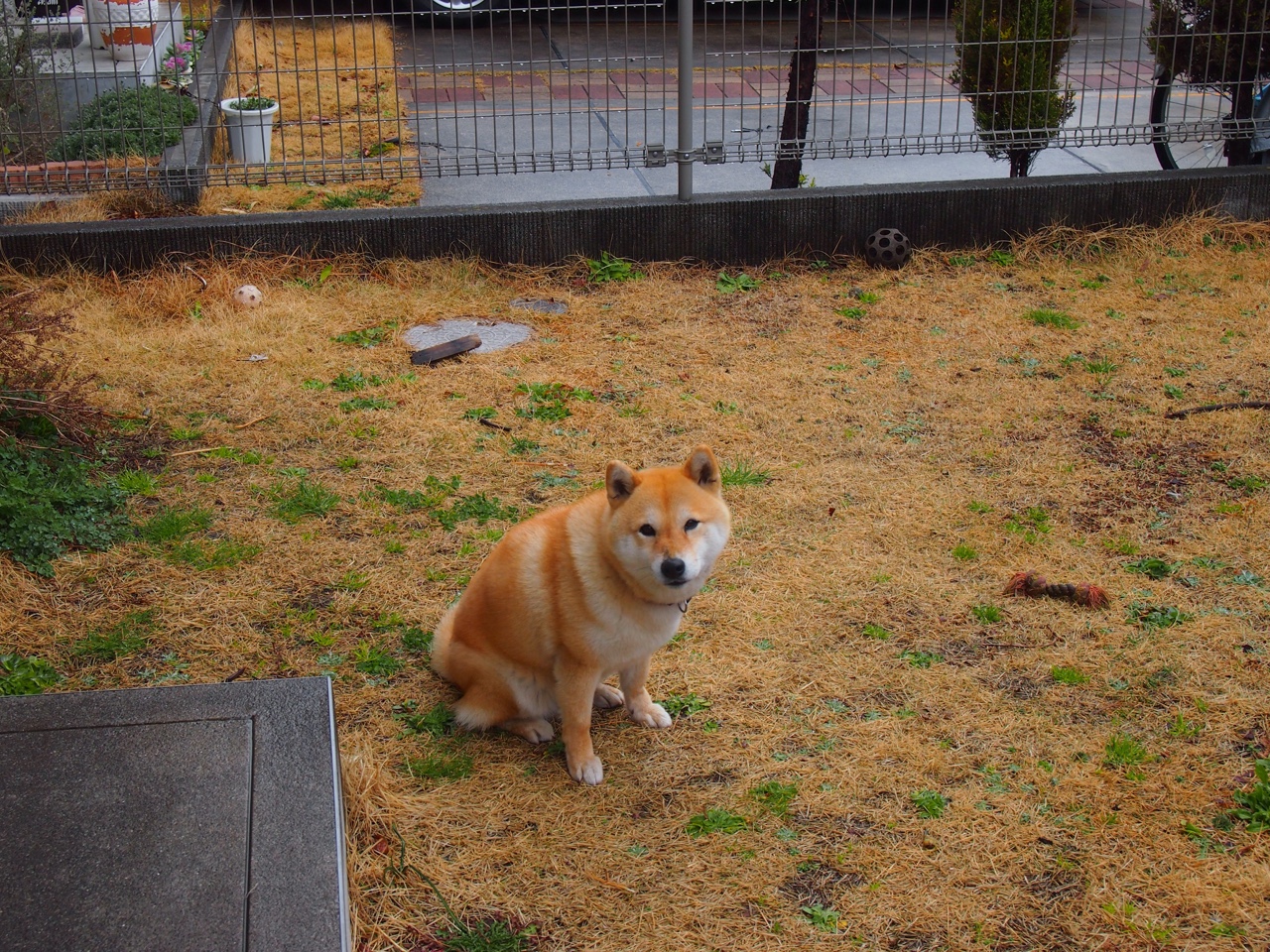 NBA总决赛之夜，厄德高用足球大脑降维打击篮球世界