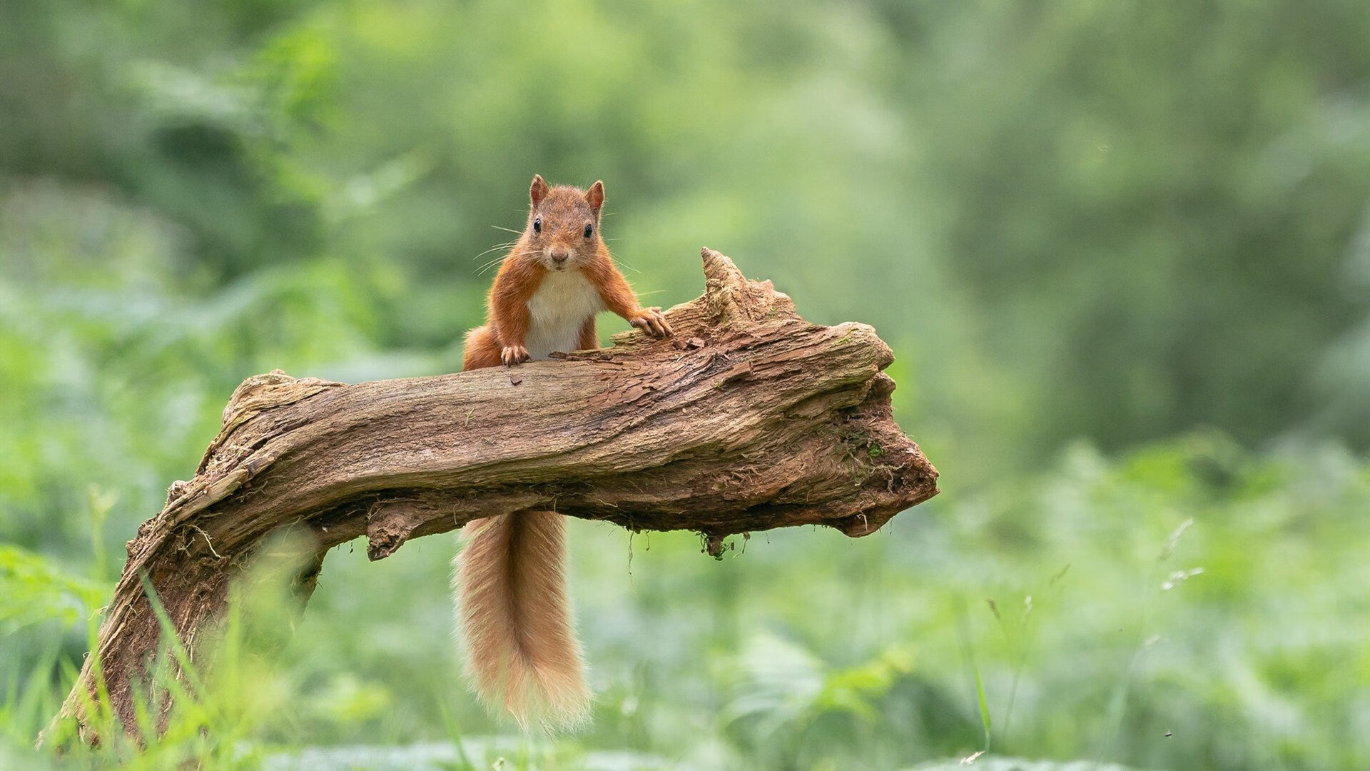 萨卡式光芒照耀美洲，墨西哥关键先生复刻爆发模板，力擒哥斯达黎加成功突围
