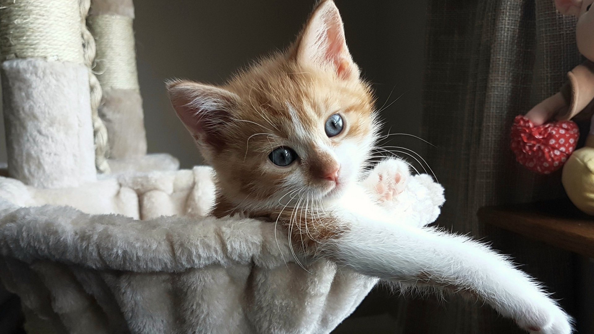 奥利维耶之枪，阿尔及利亚的觉醒之夜与墨西哥的命运拐点