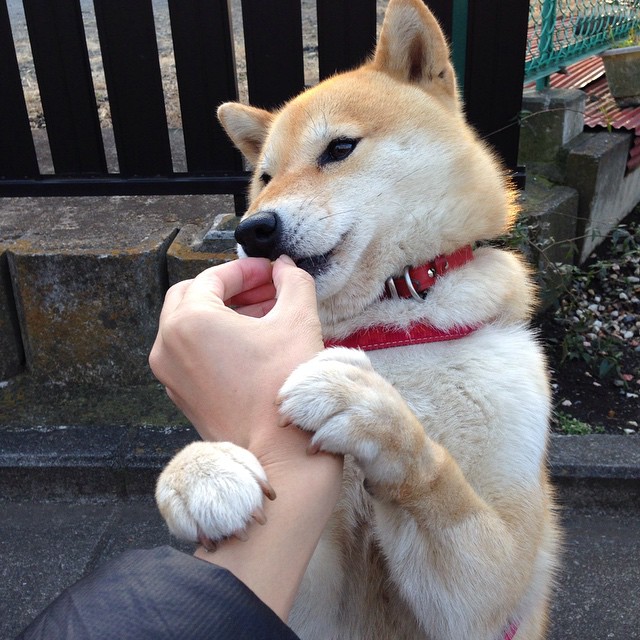 神话重演，托尼一锤定音，波兰强势攻克丹麦防线