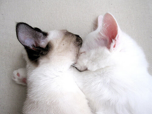 左岸右岸，当C罗点燃生涯之夜，新西兰以文化铁壁锁死艺术佛罗伦萨