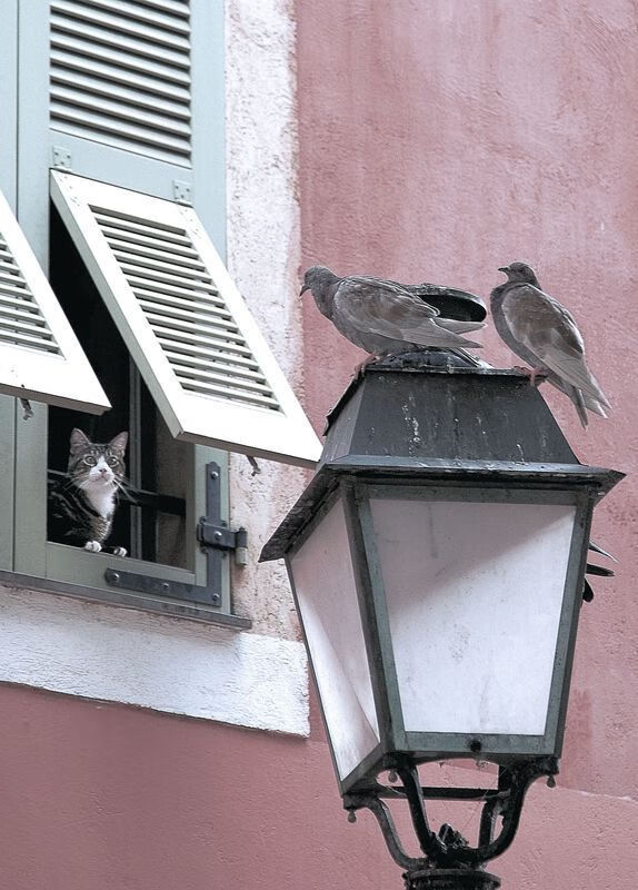 末节风暴，青涩蜕变，马克西成为关键先生带走活塞