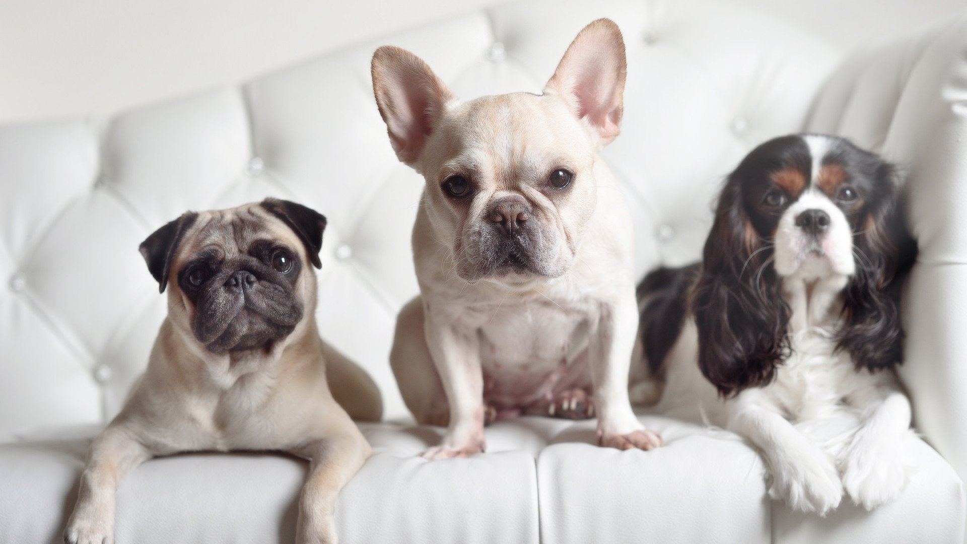 铁壁与利刃，德里赫特如何铸就拜仁对波兰的统治级压制