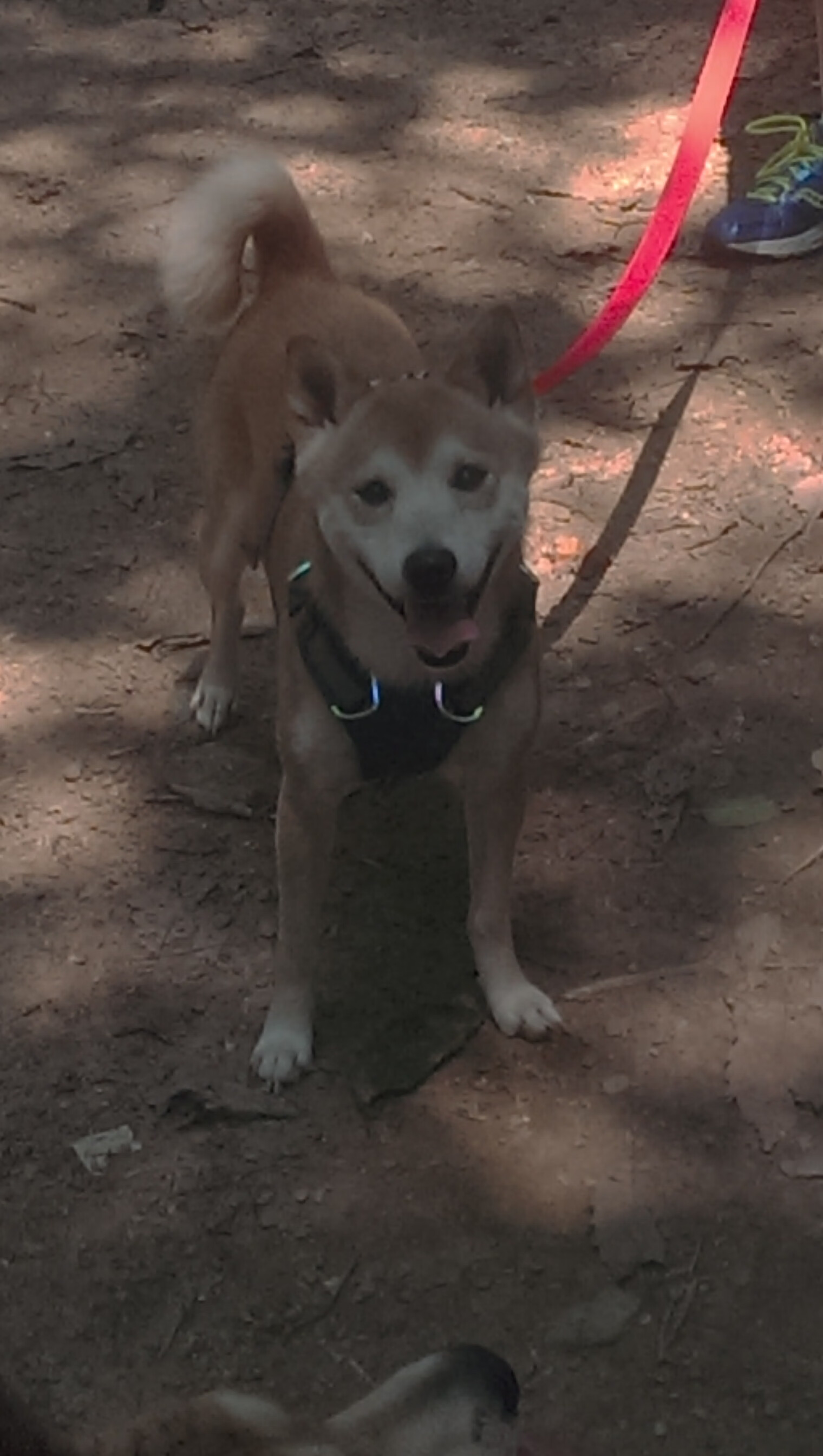 绿茵场上的绝杀三分，塔图姆如何用一场球赛定义2026世界杯之夜