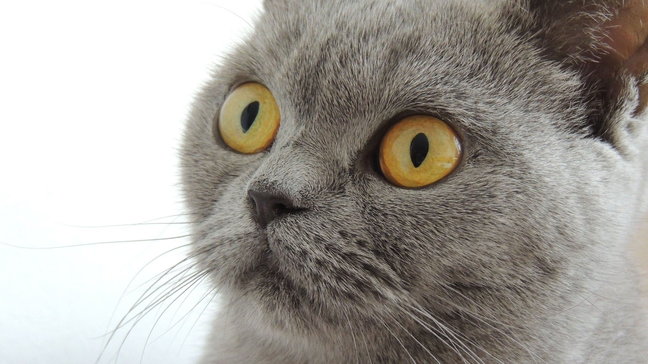 足球双雄，加纳碾压喀麦隆，努涅斯欧冠决赛接管比赛