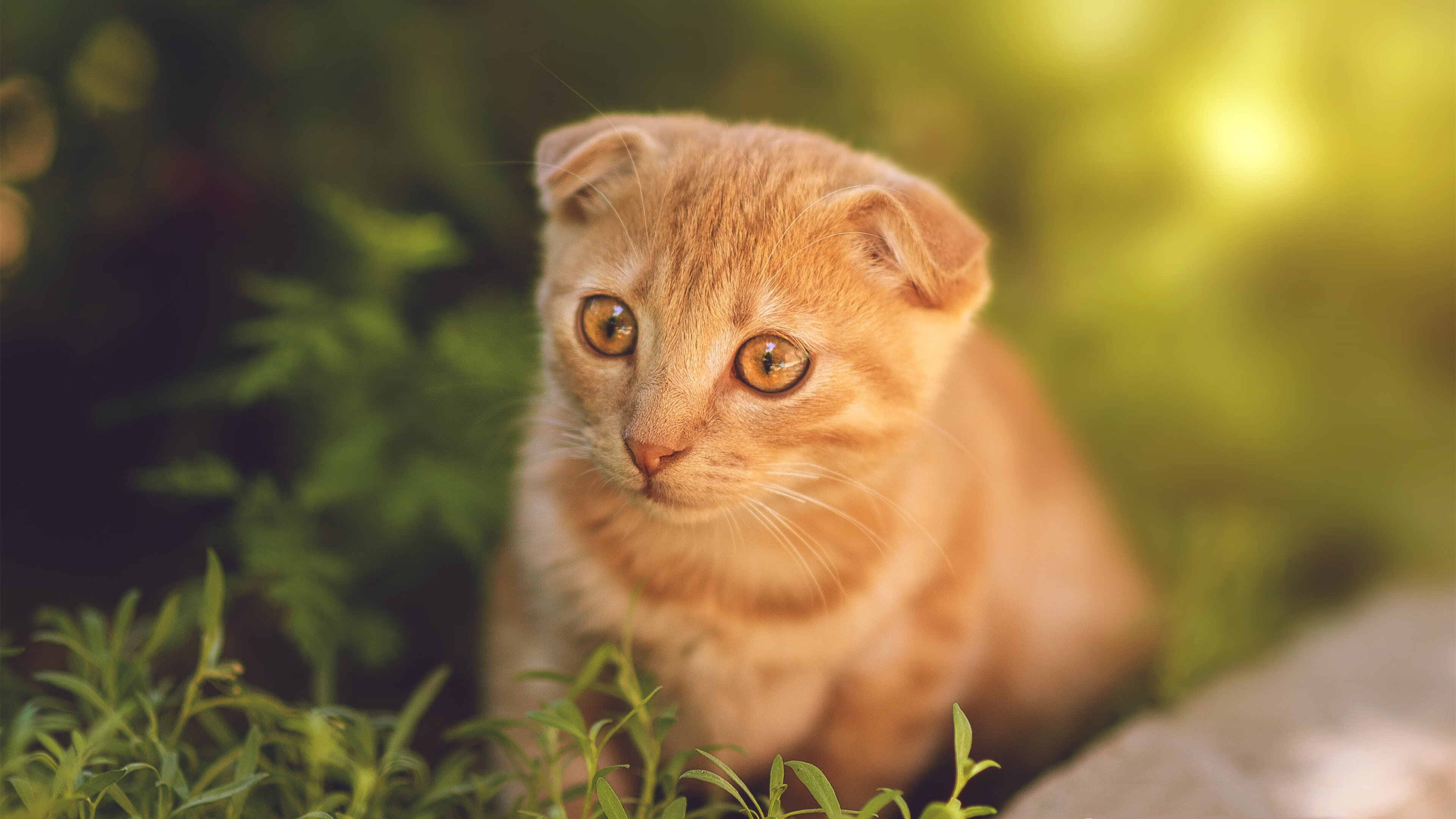 双线狂飙，当F1收官战遇上爱德华兹生涯之夜