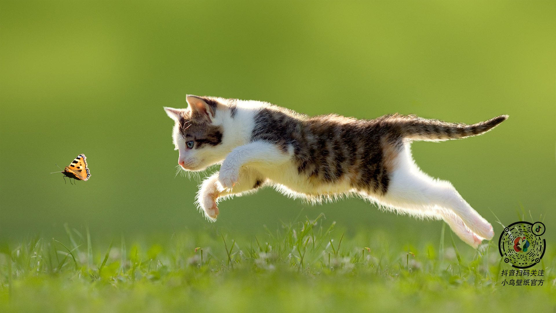 沉默的刃，坎特一断定江山，皇家社会绝境斩沙特