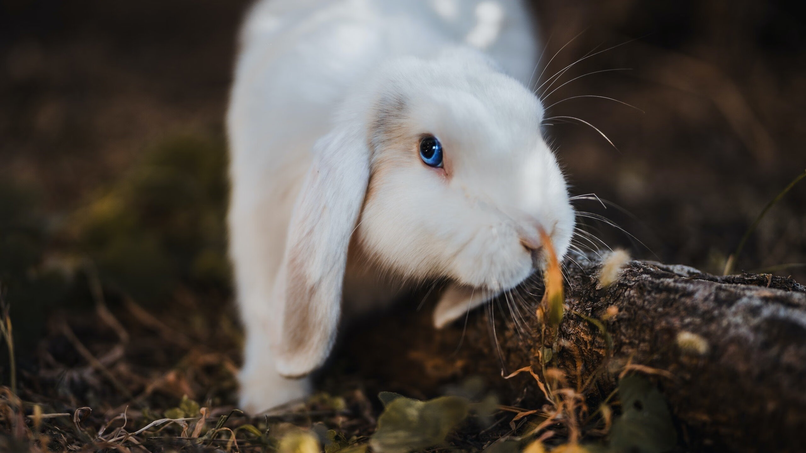 孙兴慜关键先生显神威，洪都拉斯末节逆转带走厄瓜多尔
