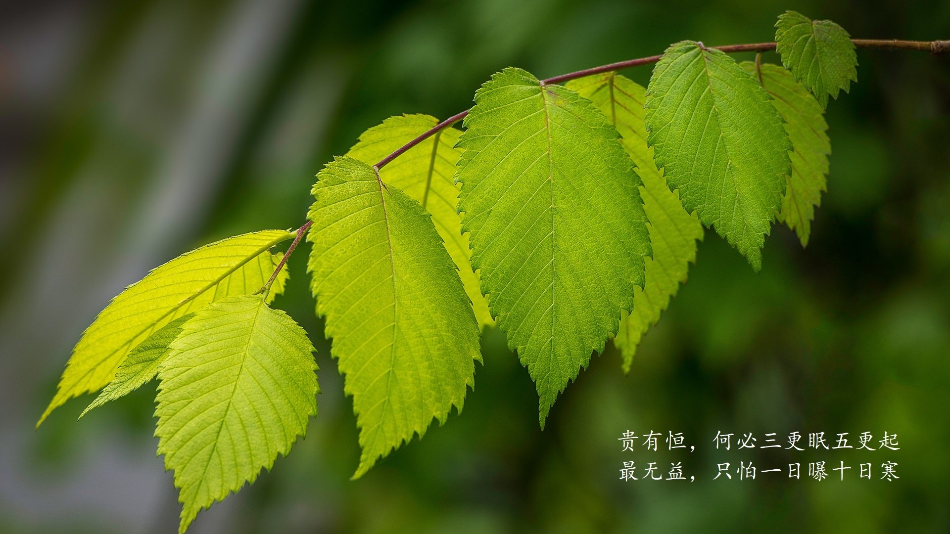 蓝衣凋零与北欧风暴,2026世界杯D组,挪威用一场逆转改写了足球的剧本